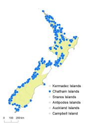 Hymenophyllum revolutum distribution map based on databased records at AK, CHR, OTA and WELT. 
 Image: K. Boardman © Landcare Research 2016 CC BY 3.0 NZ